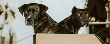 6 Tips for Traveling with Pets: Stress-Free Journeys