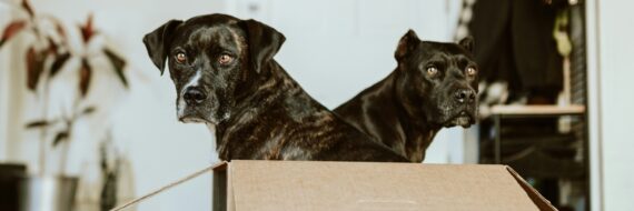 6 Tips for Traveling with Pets: Stress-Free Journeys